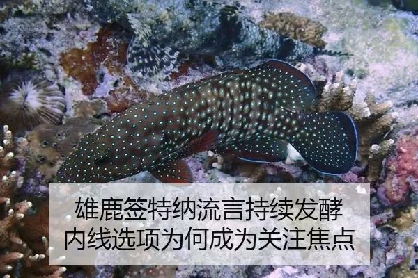 雄鹿签特纳流言持续发酵 内线选项为何成为关注焦点